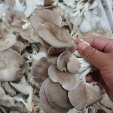 优质平菇菌棒袖珍菇菌棒常年供应