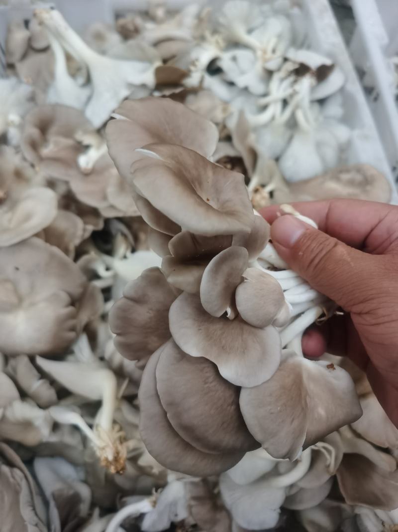 优质平菇菌棒袖珍菇菌棒常年供应