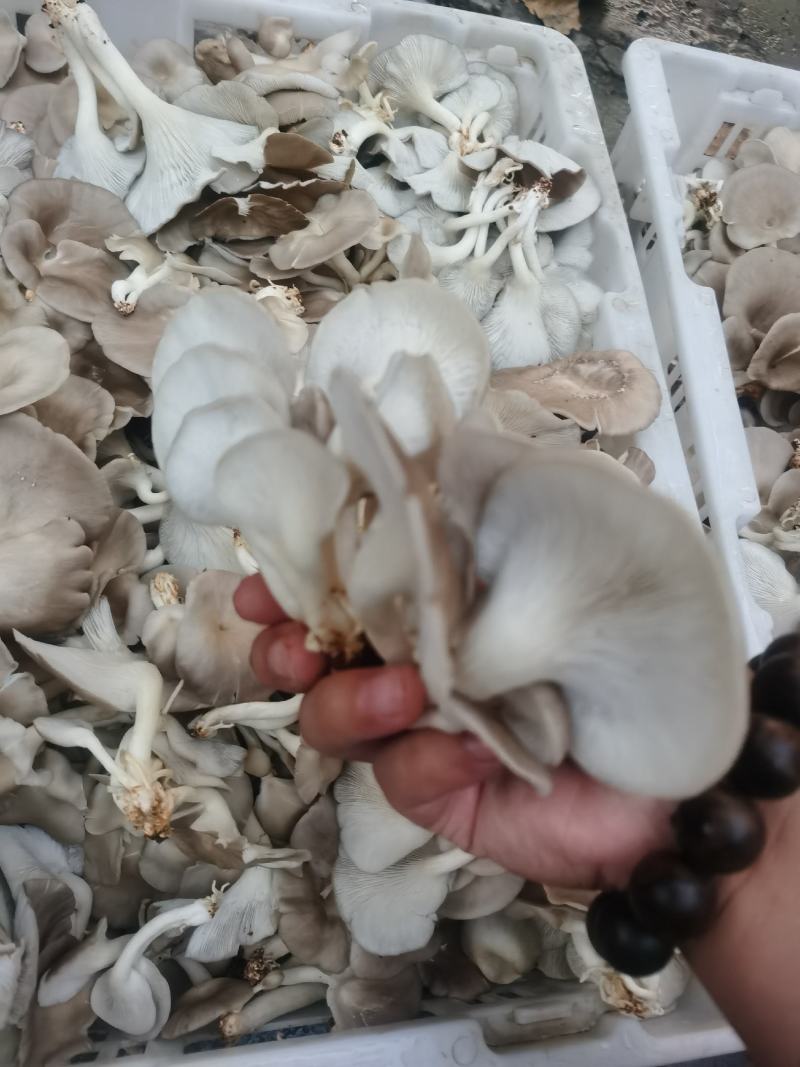 优质平菇菌棒袖珍菇菌棒常年供应