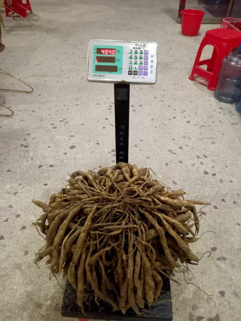 广西红花百部苗，5个薯起，基地直供，货源充足