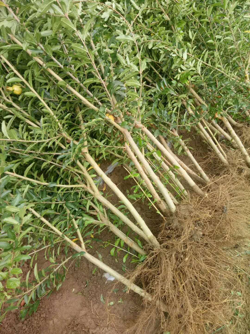 优质蒙阳红石榴苗，基地直发现挖现卖包技术指导