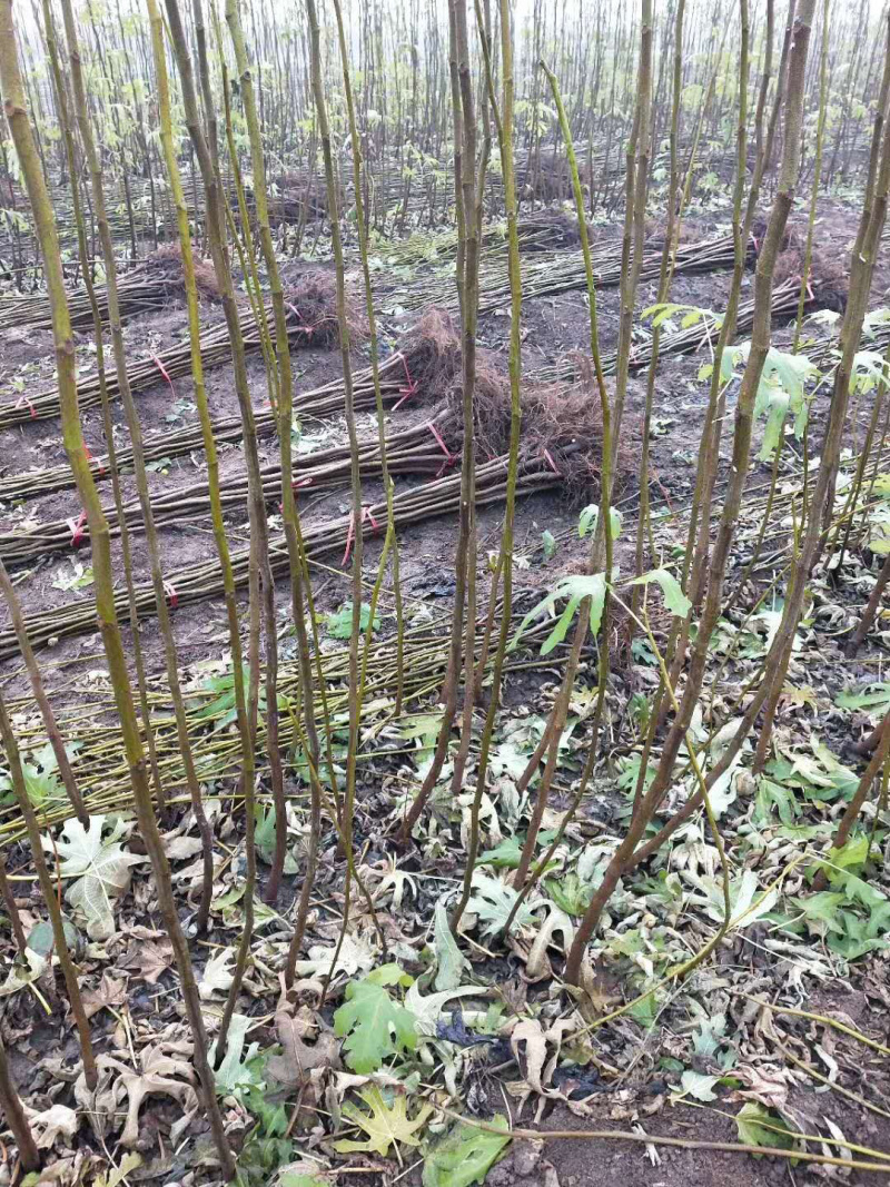 波姬红无花果苗，南北方种植。现挖现发基地直发死苗补发
