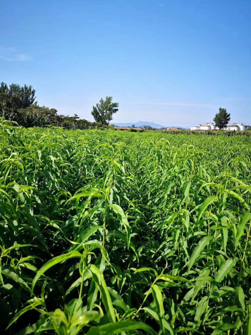 黄金桃苗，南北方种植，现挖现发基地直供包技术指导