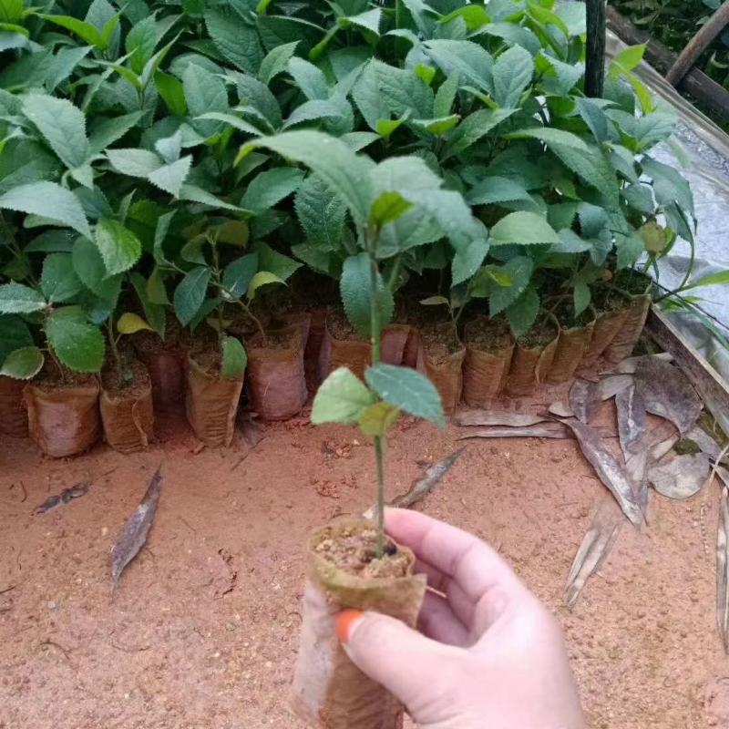 广西正宗五指毛桃苗，包技术，包回收，包成活