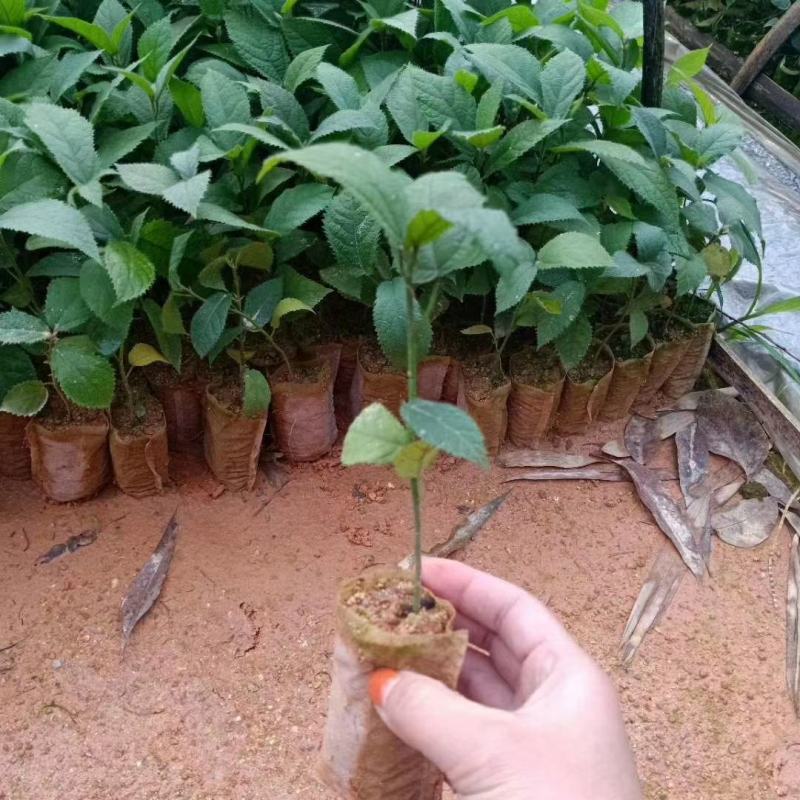 广西正宗五指毛桃苗，包技术，包回收，包成活