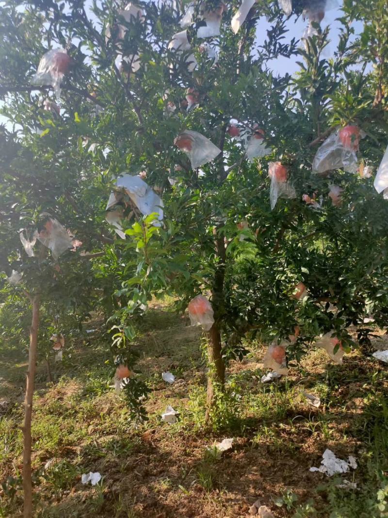 【推荐】石榴树花果石榴树树形好果子饱满品种齐全