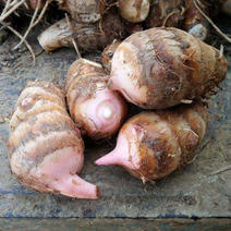 精品红芽芋，产地直发，一手货源现挖现卖支持一件全国