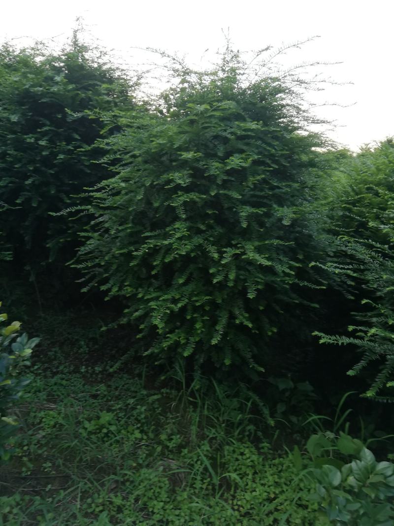 永安_郫都特晚熟桂圆苗，永川龙眼苗，合川特晚熟荔枝苗