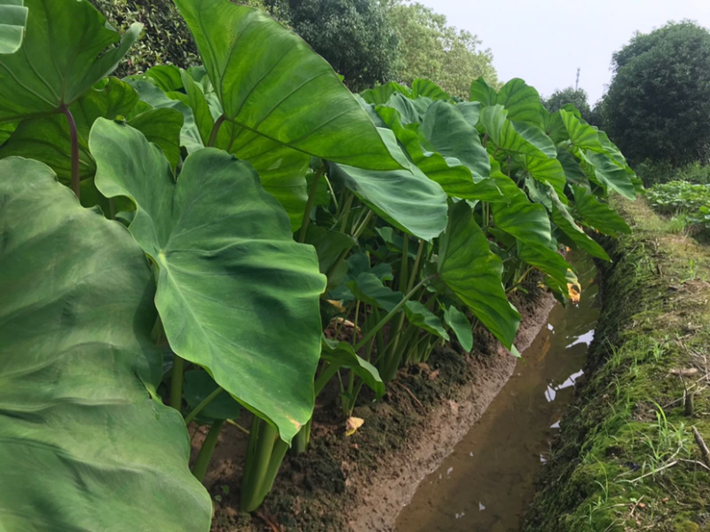 【一件代发】浙江红芽芋红芽毛芋头欢迎各平台电商对接