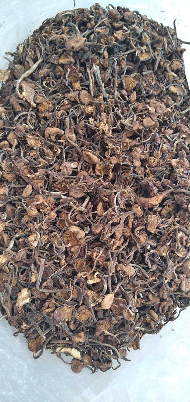 东北榛蘑，小鸡炖蘑菇色香味美
