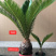 铁树盆栽，植物盆栽，花卉植物原土原盆发货