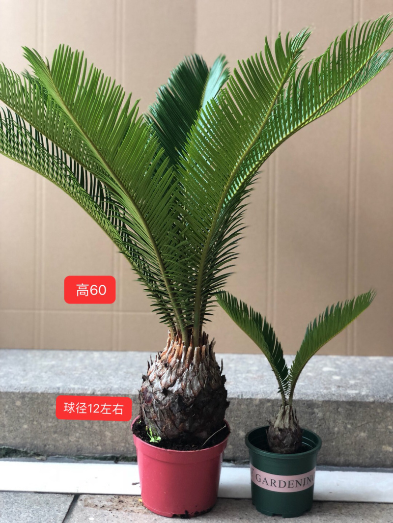 铁树盆栽，植物盆栽，花卉植物原土原盆发货
