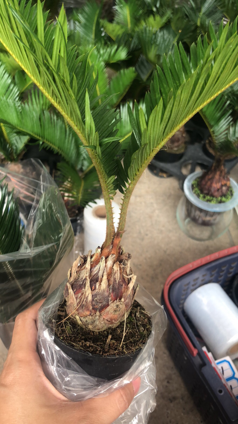 铁树盆栽，植物盆栽，花卉植物原土原盆发货
