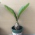 铁树盆栽，植物盆栽，花卉植物原土原盆发货