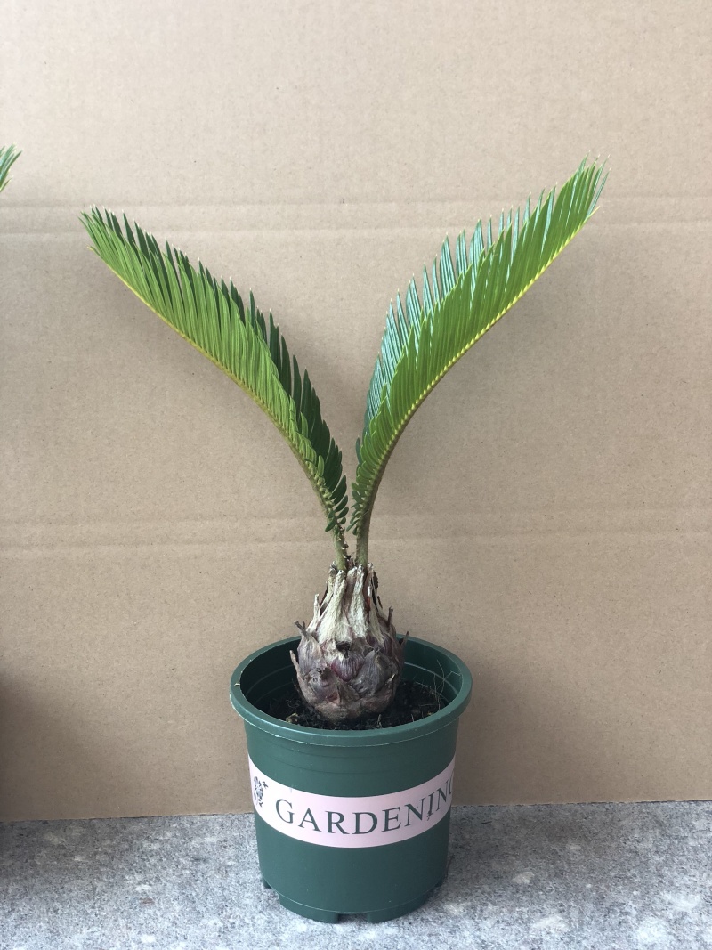 铁树盆栽，植物盆栽，花卉植物原土原盆发货