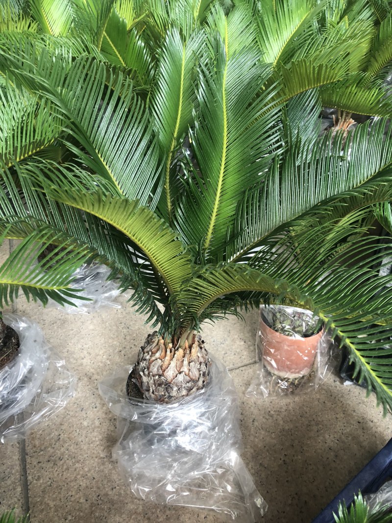铁树盆栽，植物盆栽，花卉植物原土原盆发货
