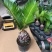 铁树盆栽，植物盆栽，花卉植物原土原盆发货