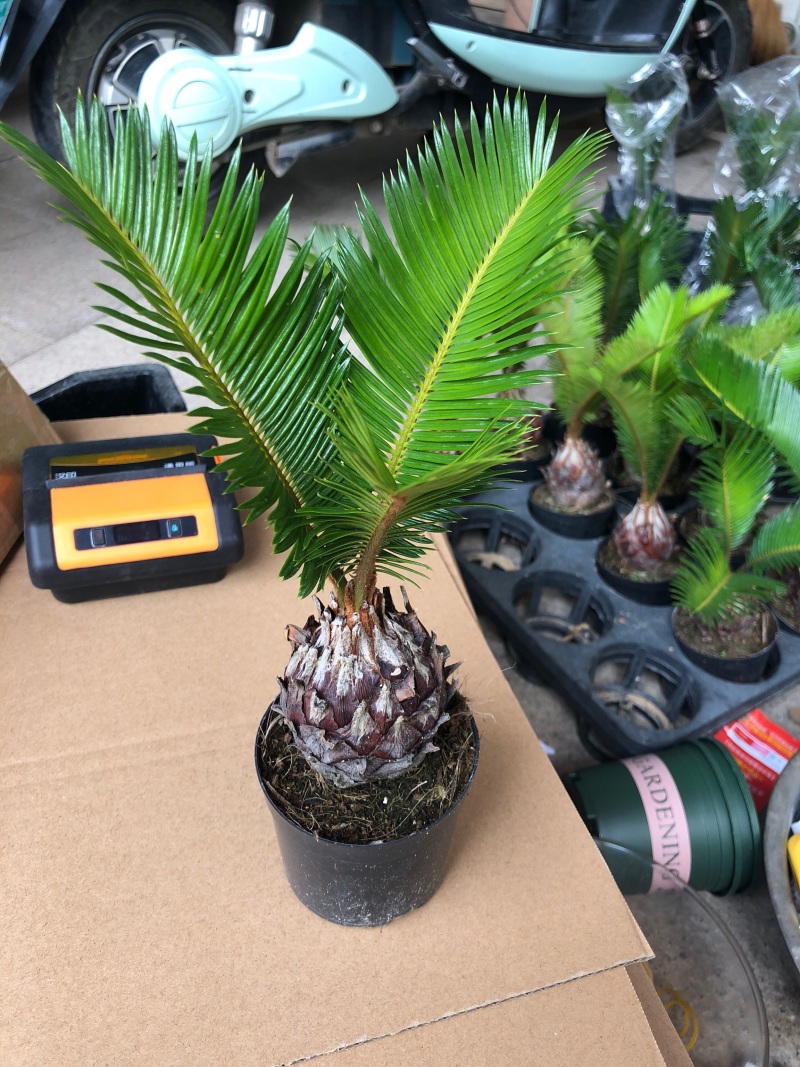 铁树盆栽，植物盆栽，花卉植物原土原盆发货