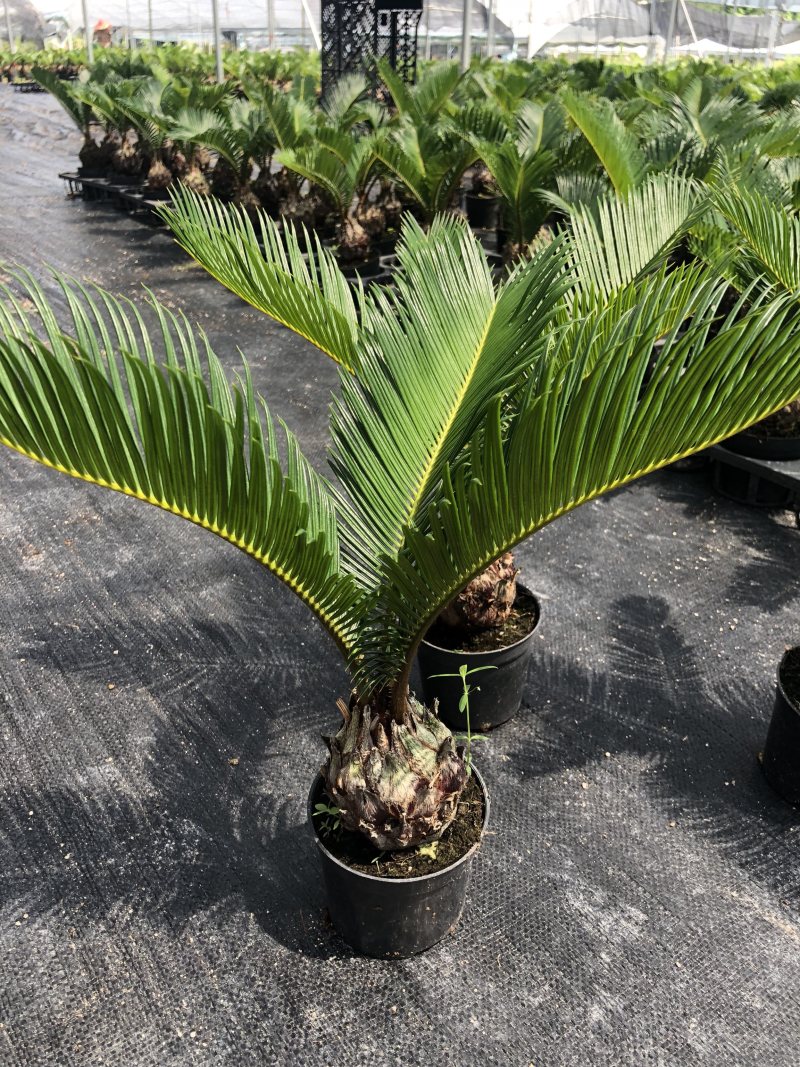 铁树盆栽，植物盆栽，花卉植物原土原盆发货