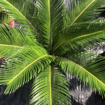 铁树盆栽，植物盆栽，花卉植物原土原盆发货