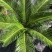 铁树盆栽，植物盆栽，花卉植物原土原盆发货