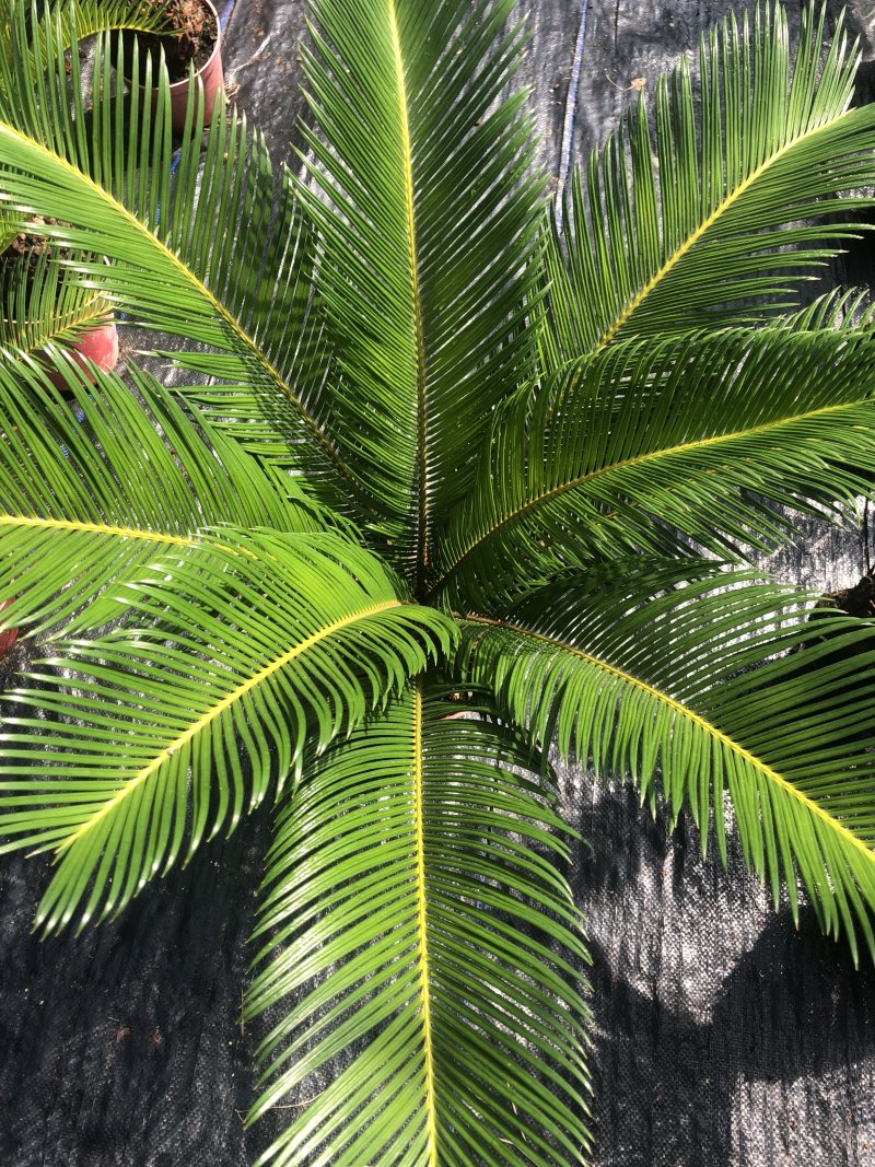铁树盆栽，植物盆栽，花卉植物原土原盆发货
