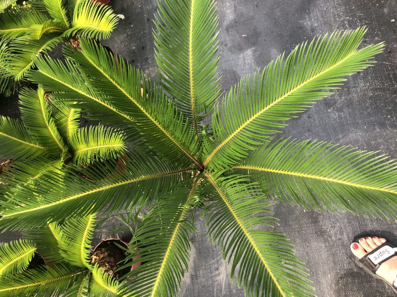 铁树盆栽，植物盆栽，花卉植物原土原盆发货