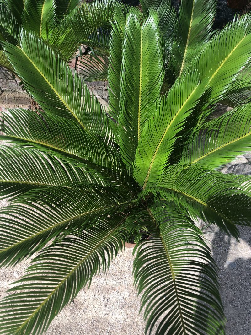 铁树盆栽，植物盆栽，花卉植物原土原盆发货