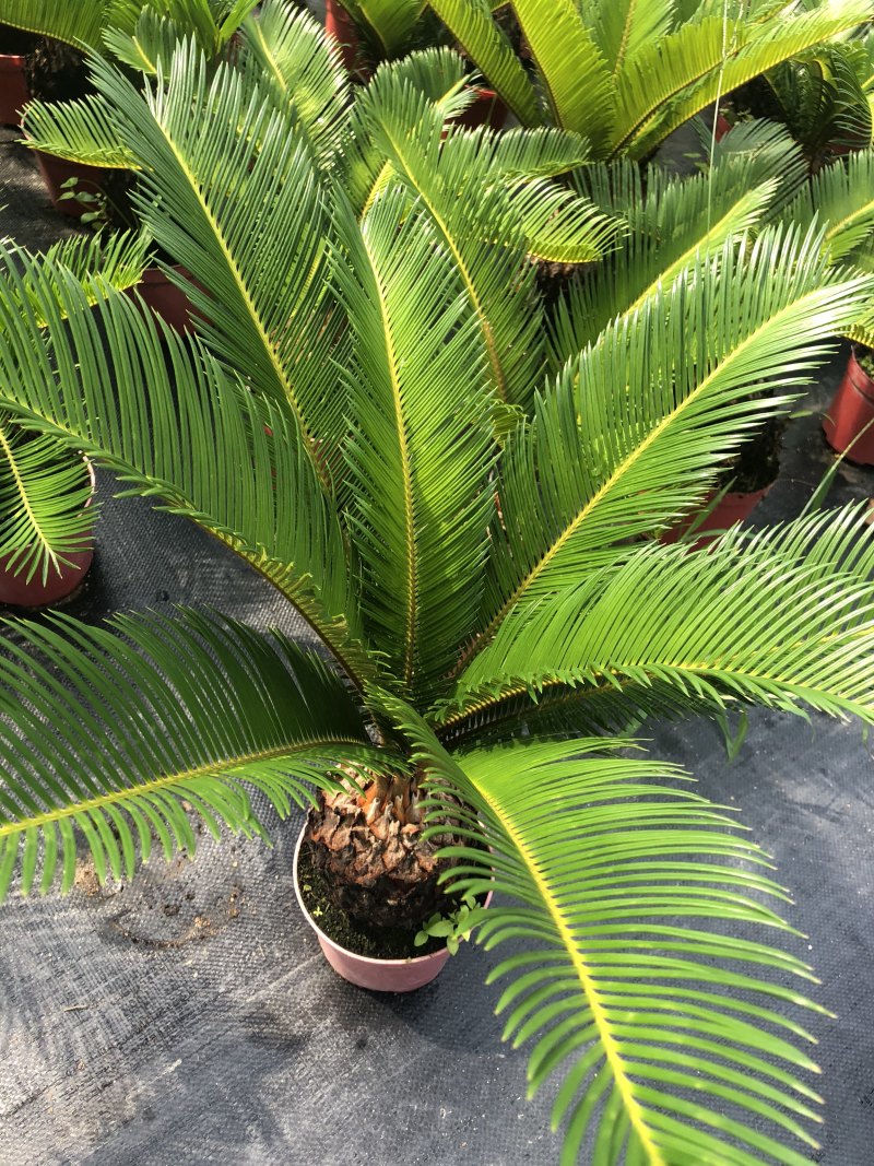 铁树盆栽，植物盆栽，花卉植物原土原盆发货