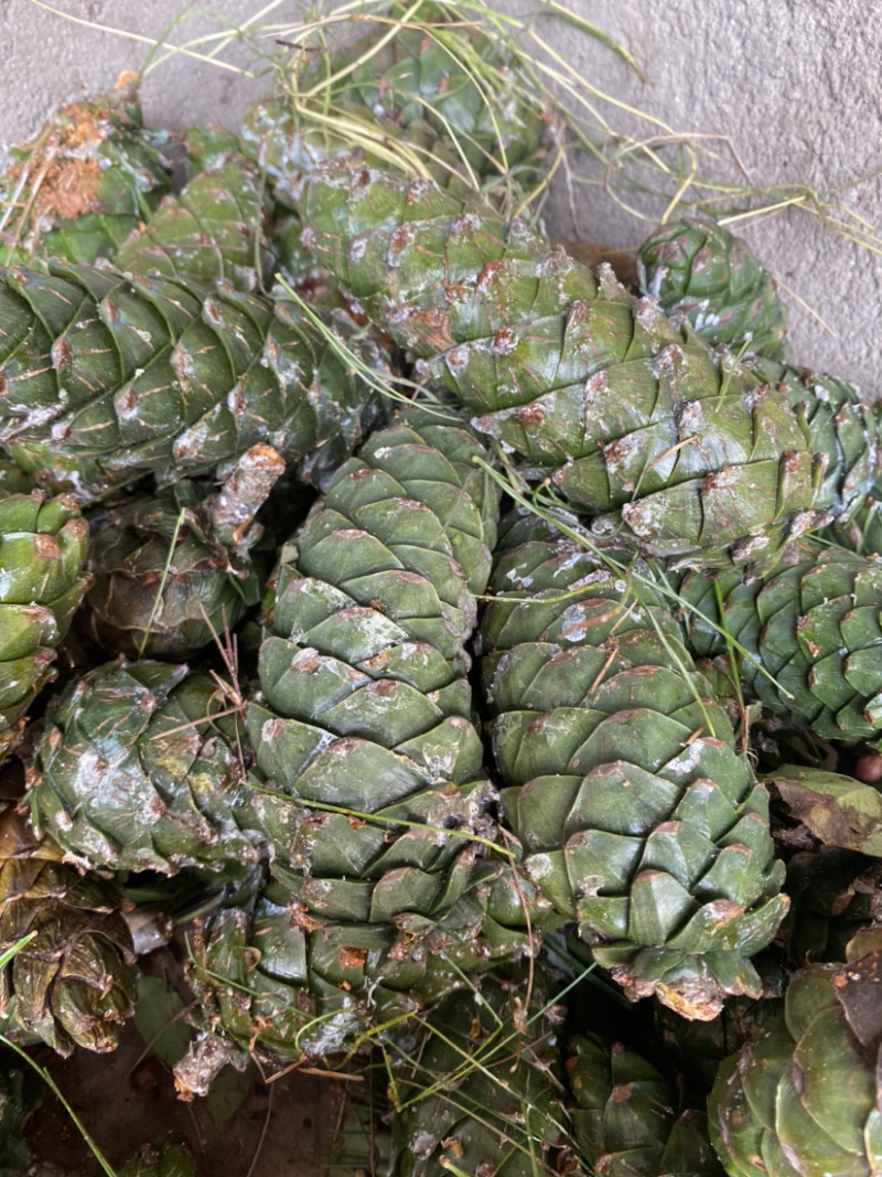 华山松松籽新货上市li