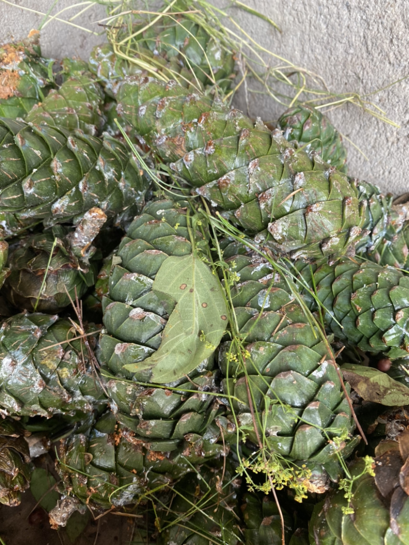 华山松子新货量大需要的联系