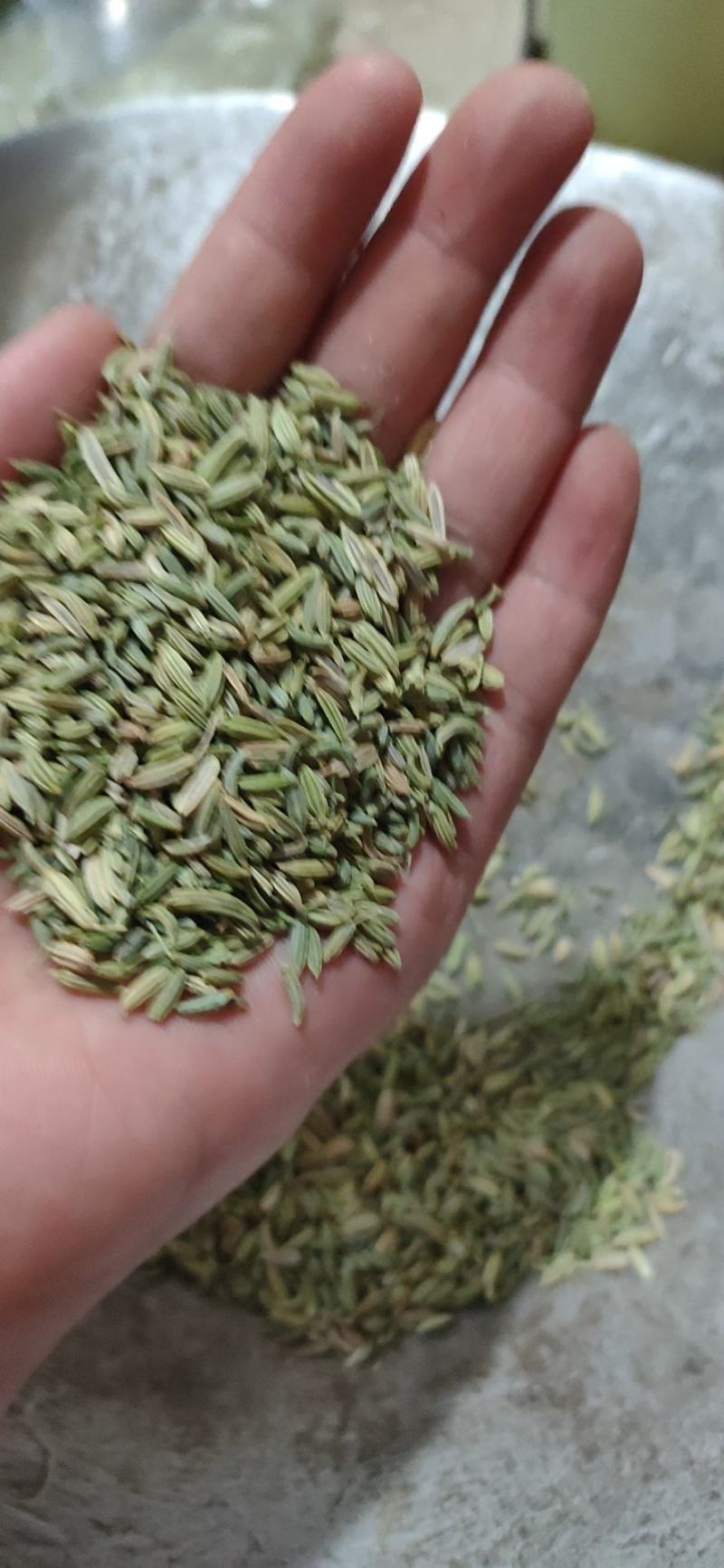 小茴香新货纯青颗粒饱满大货货源充足小茴颗粒