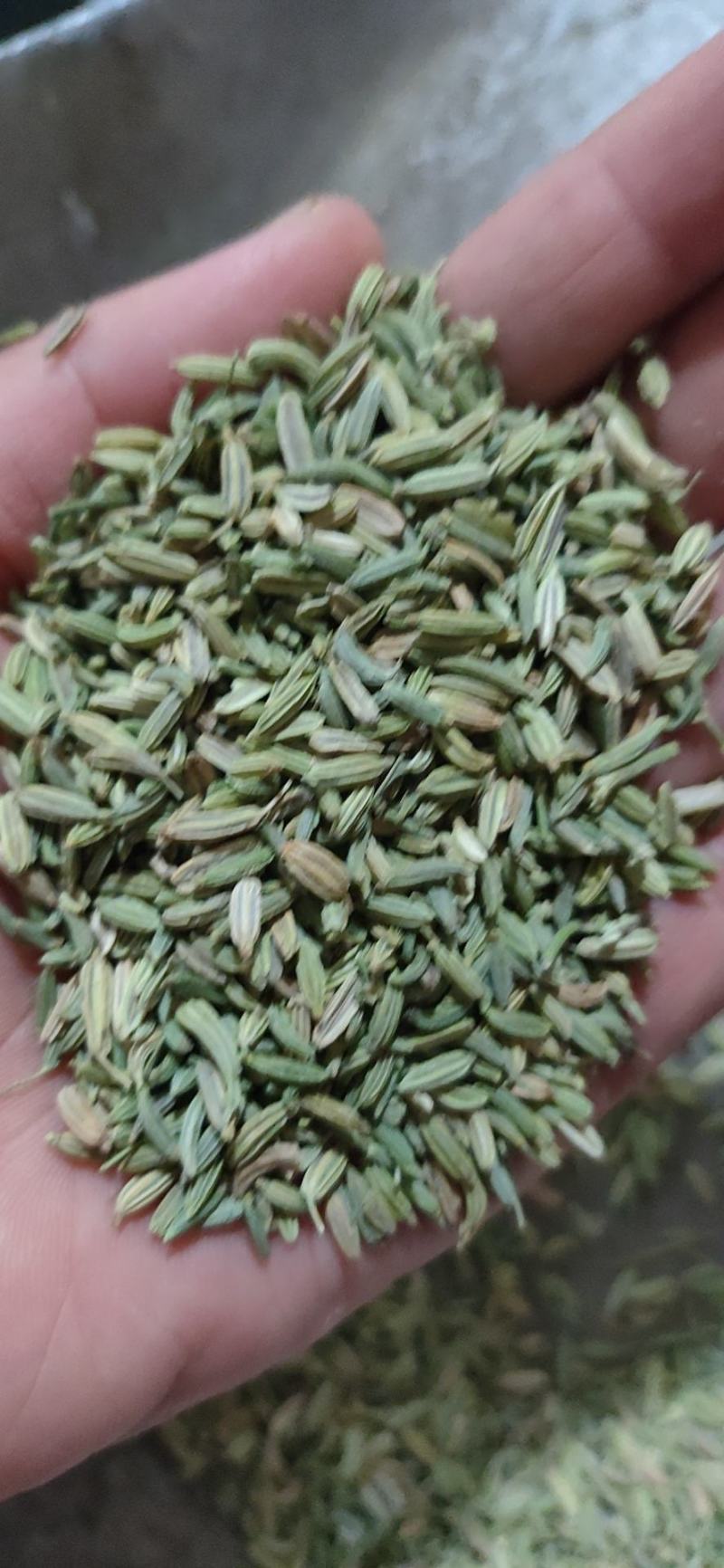 小茴香新货纯青颗粒饱满大货货源充足小茴颗粒