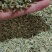 小茴香新货纯青颗粒饱满大货货源充足小茴颗粒