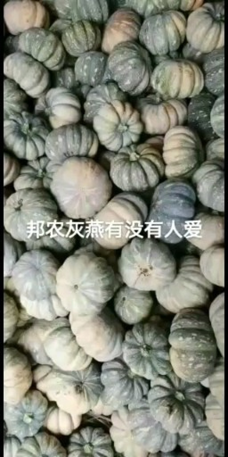 灰燕南瓜，品质优，价格便宜，全国大面积合作种植，欢迎合作