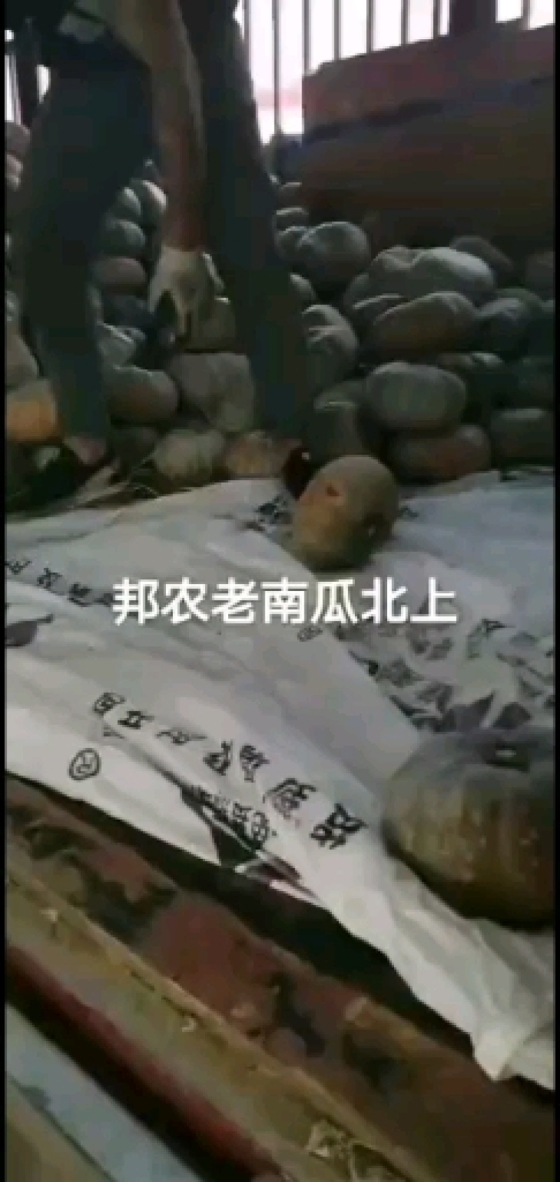 灰燕南瓜，品质优，价格便宜，全国大面积合作种植，欢迎合作