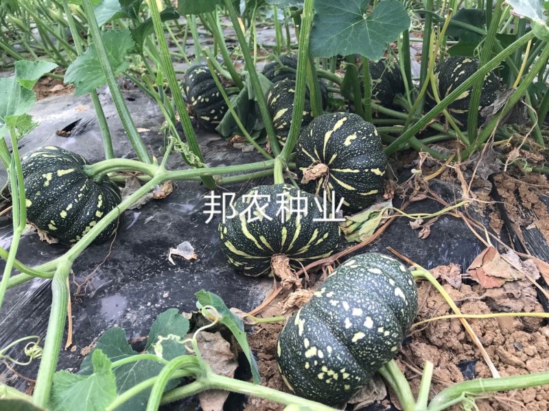 灰燕南瓜，品质优，价格便宜，全国大面积合作种植，欢迎合作