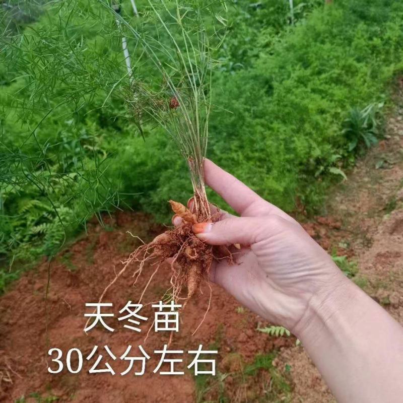 广西良种大天冬种子，发芽好，底价批发