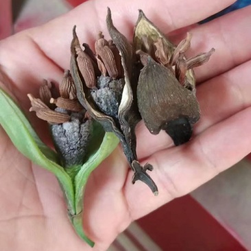 正宗红花百部种子，包发芽，包技术！底价批发