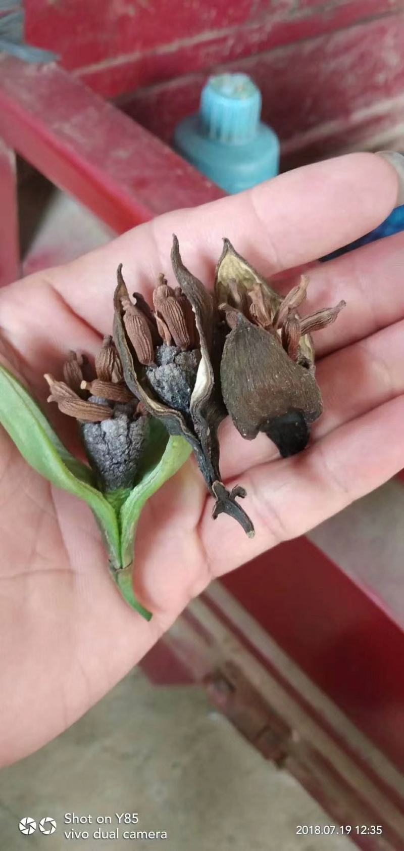 正宗红花百部种子，包发芽，包技术！底价批发