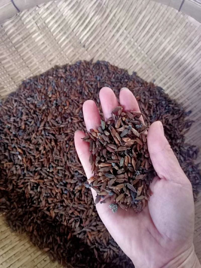 正宗红花百部种子，包发芽，包技术！底价批发
