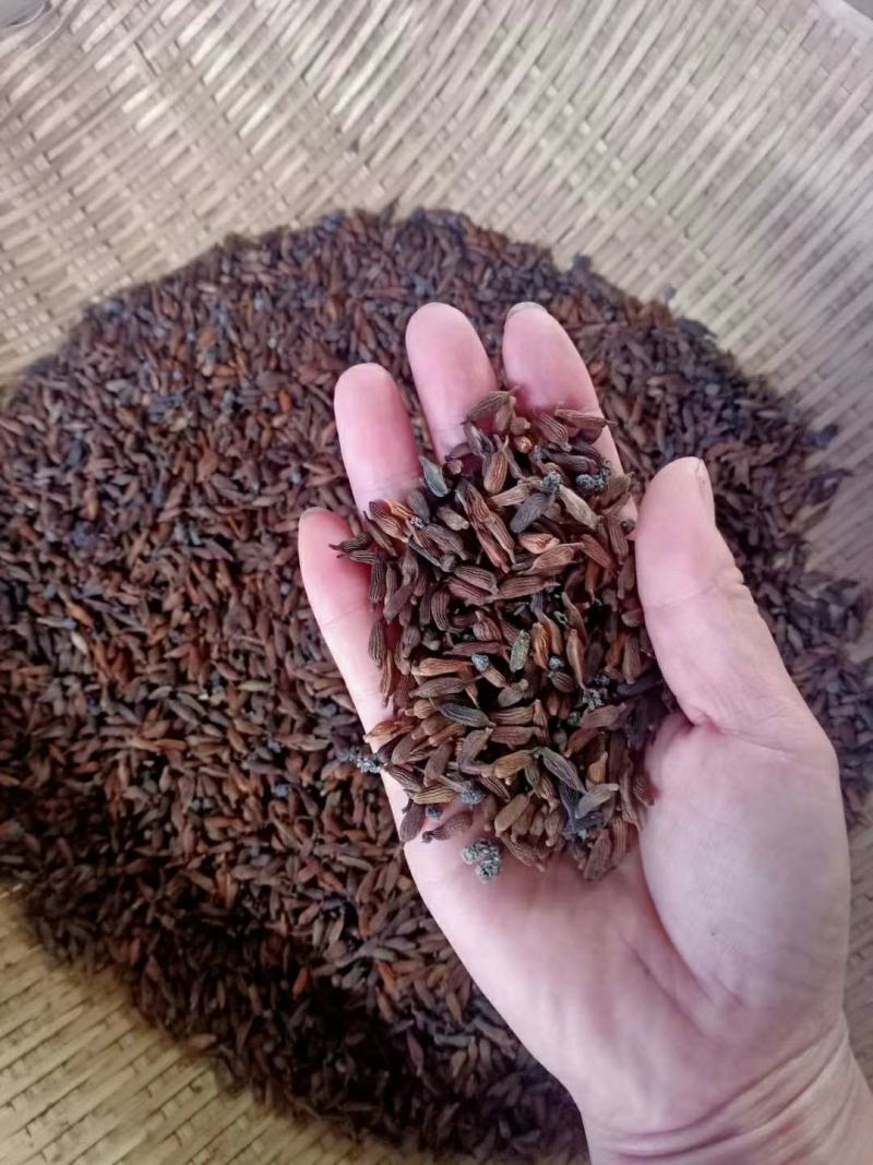 正宗红花百部种子，包发芽，包技术！底价批发