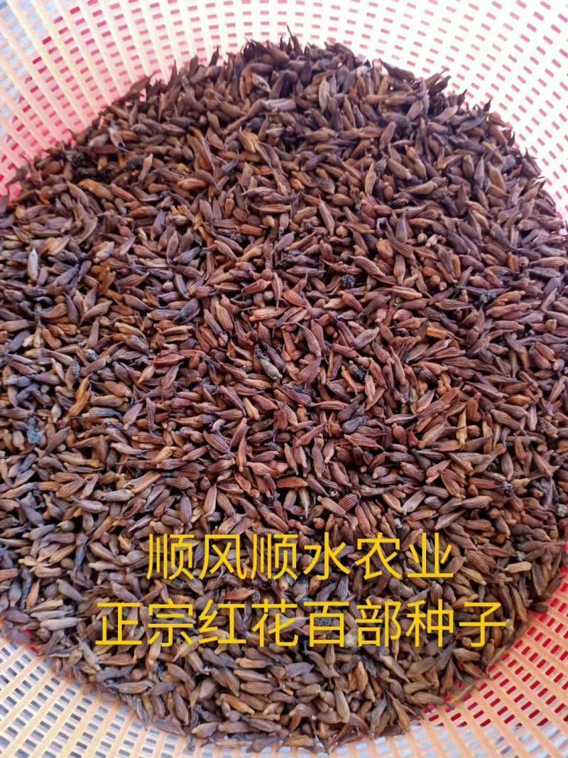 正宗红花百部种子，包发芽，包技术！底价批发