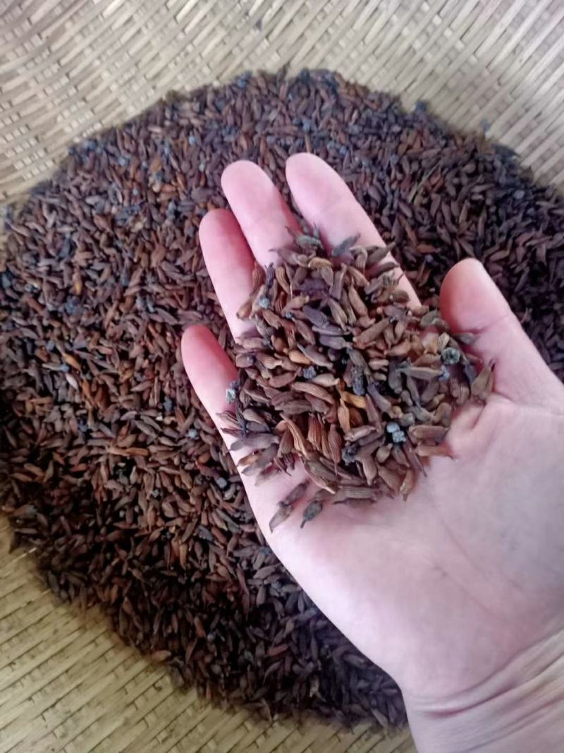 正宗红花百部种子，包发芽，包技术！底价批发