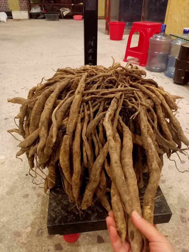 正宗红花百部种子，包发芽，包技术！底价批发
