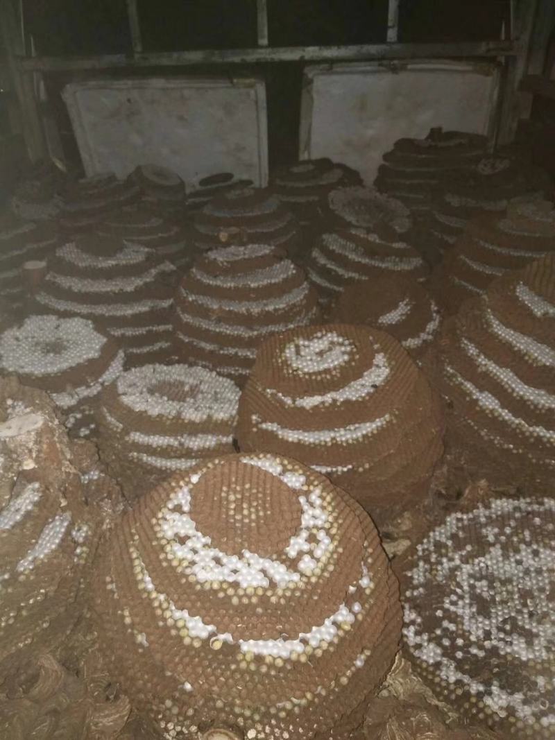 野生蜂蛹《七里，黄角》低价批发零售