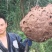 野生蜂蛹《七里，黄角》低价批发零售