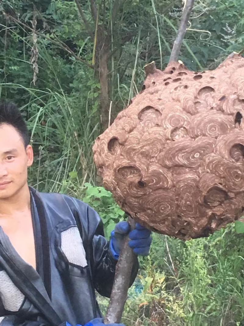 野生蜂蛹《七里，黄角》低价批发零售