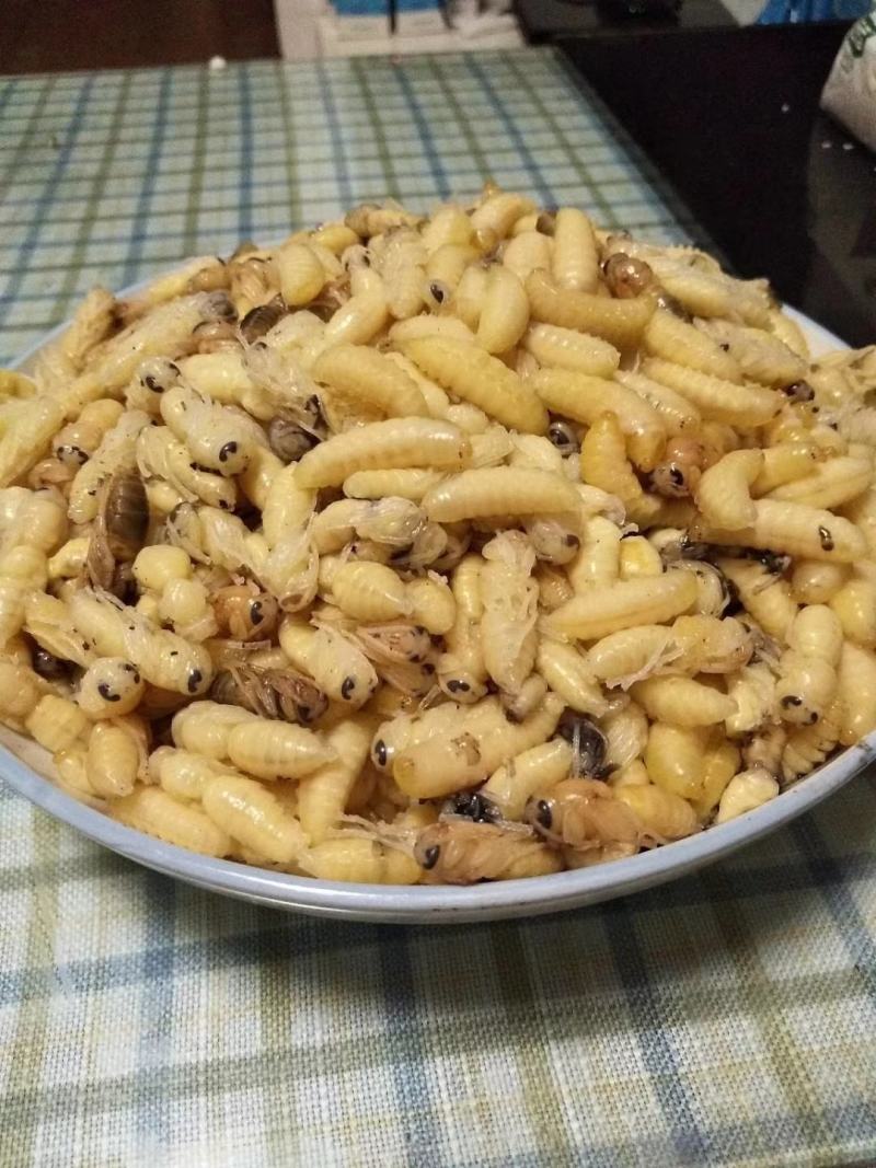 野生蜂蛹《七里，黄角》低价批发零售