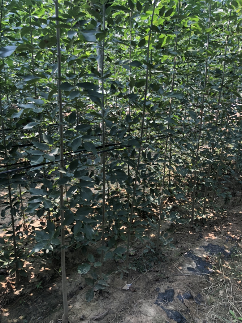 白蜡速生白蜡2到10公分量大，10到15公分1万棵